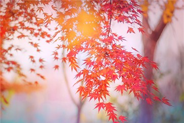備考注冊(cè)會(huì)計(jì)師復(fù)習(xí)時(shí)間不充足了？該如何取舍？